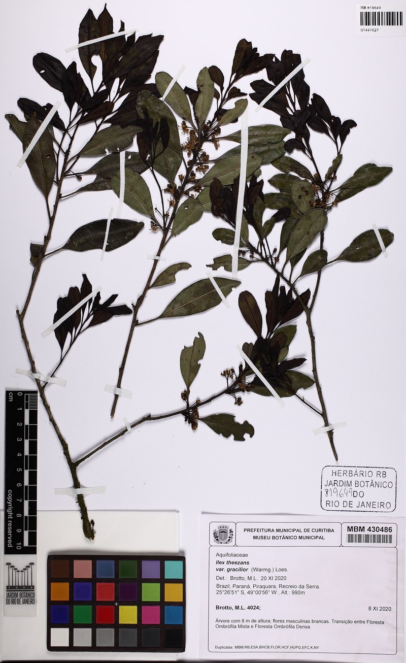 Ilex theezans var. gracilior photo 4
