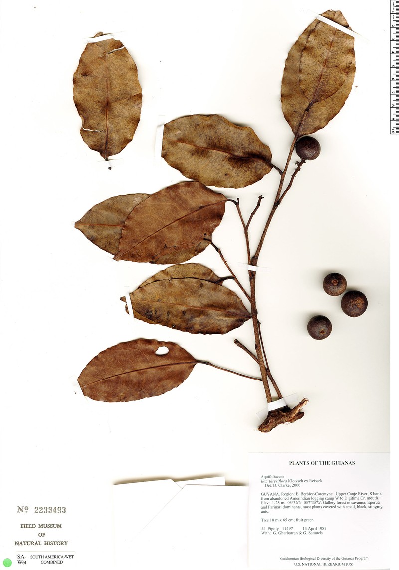 Ilex thyrsiflora