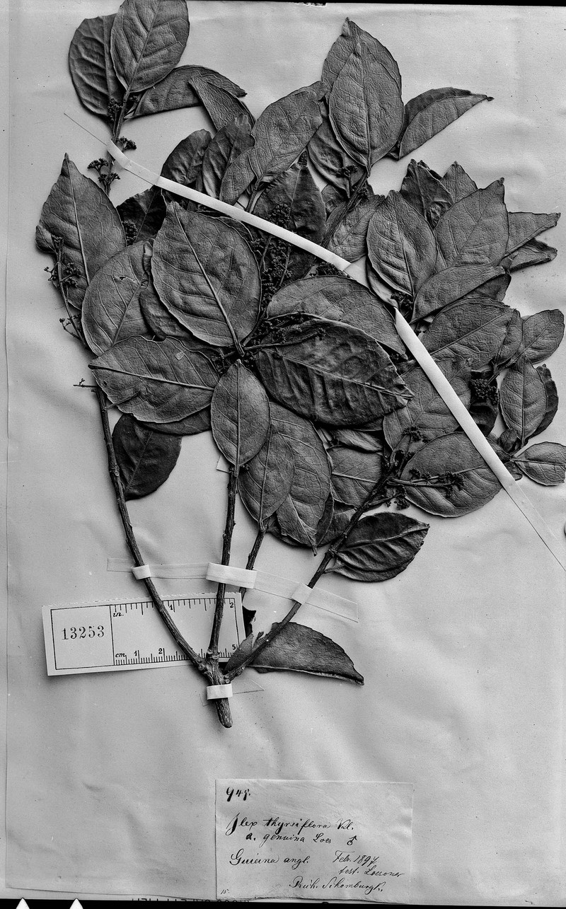 Ilex thyrsiflora photo 2