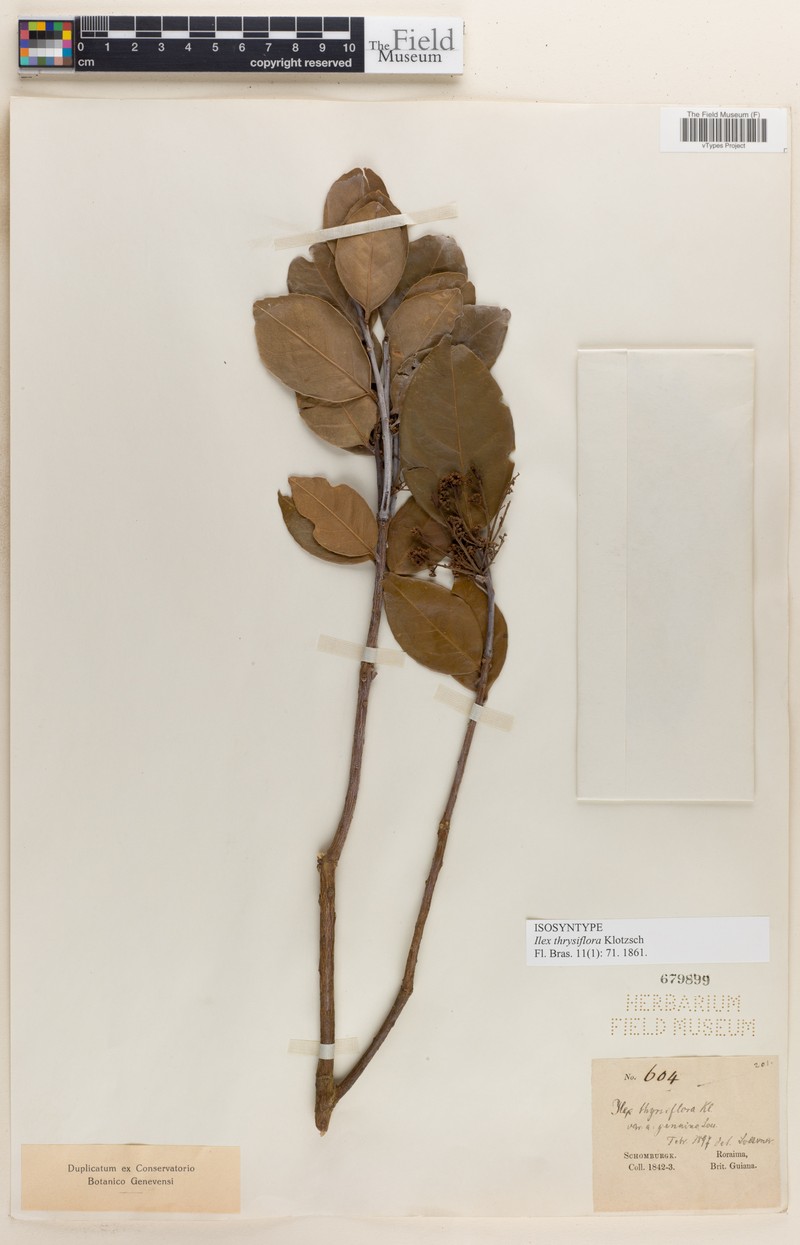 Ilex thyrsiflora photo 3