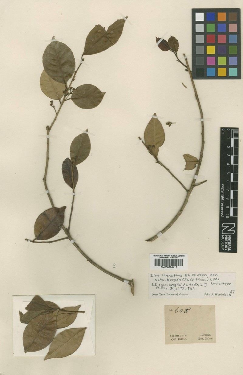 Ilex thyrsiflora photo 4