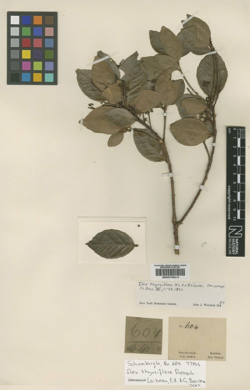 Ilex thyrsiflora photo 5