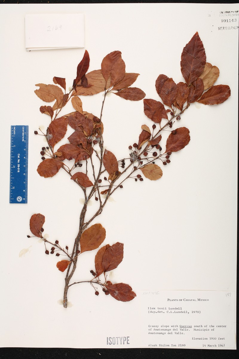 Ilex tonii