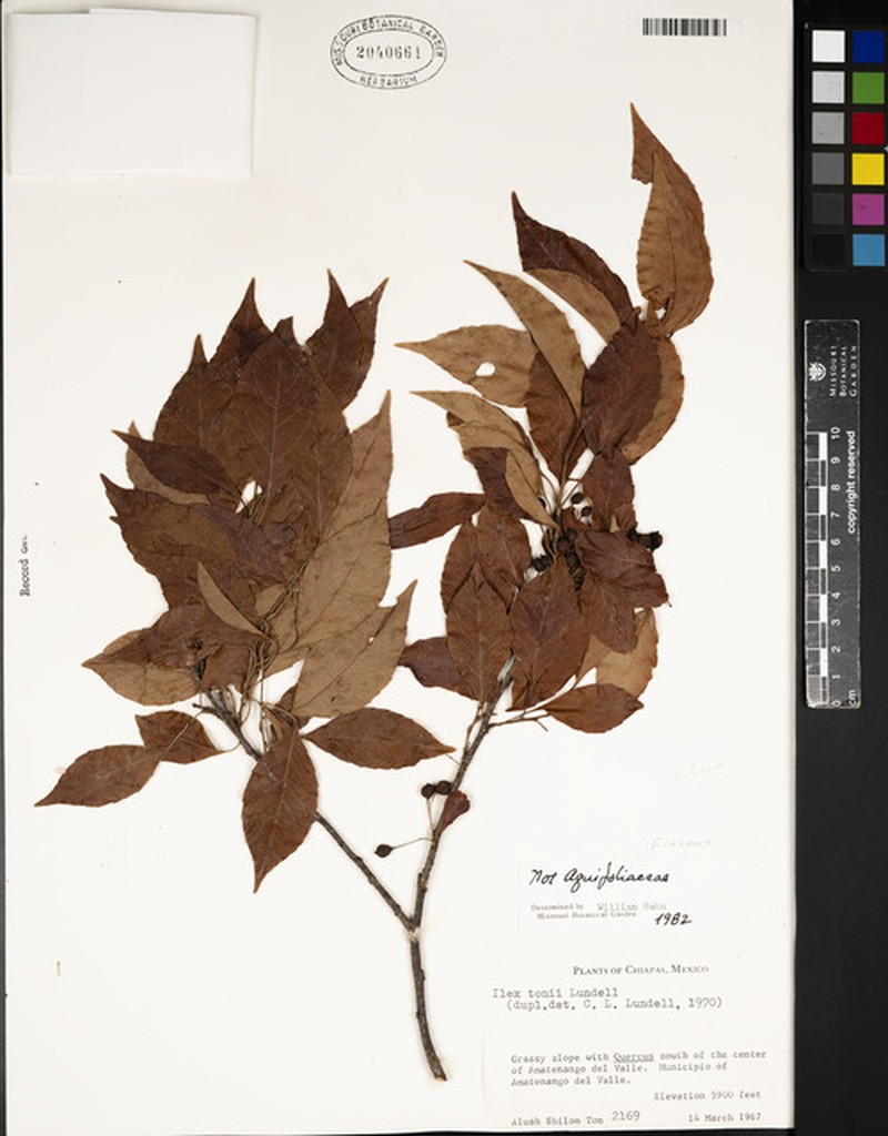 Ilex tonii photo 2
