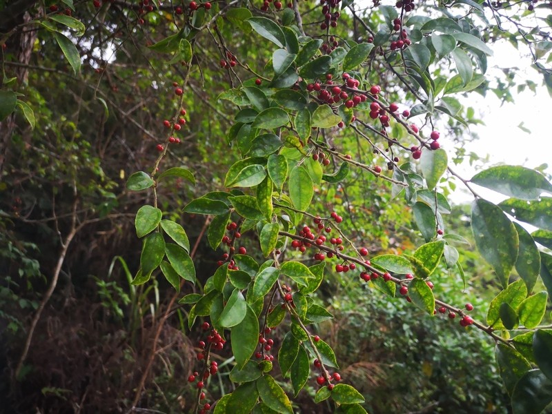 Ilex trichocarpa