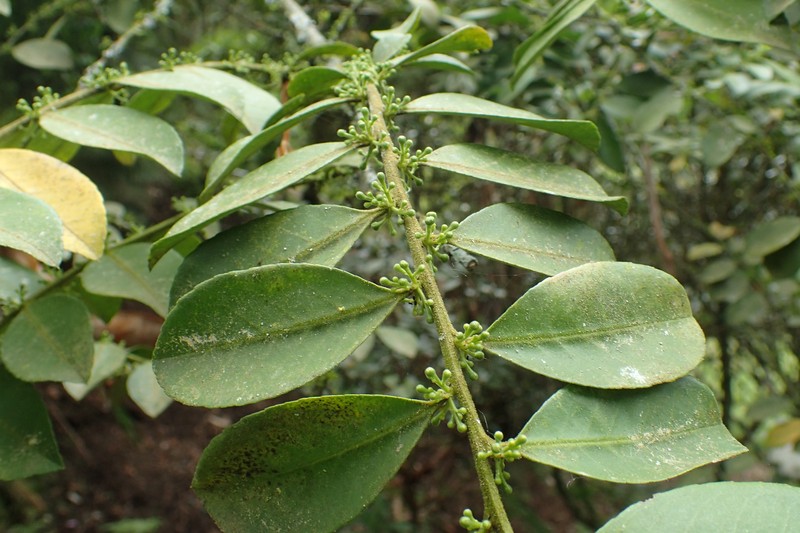 Ilex triflora