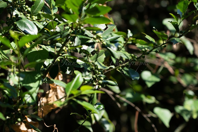 Ilex triflora photo 2