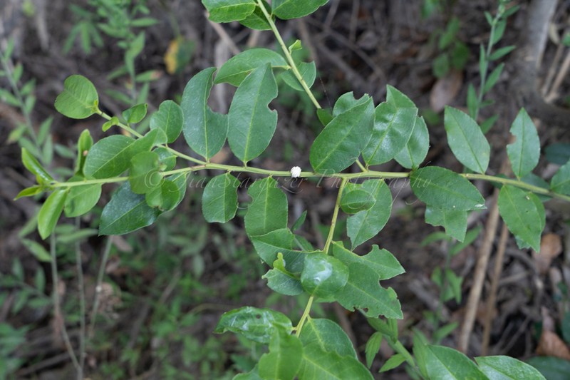 Ilex triflora photo 3