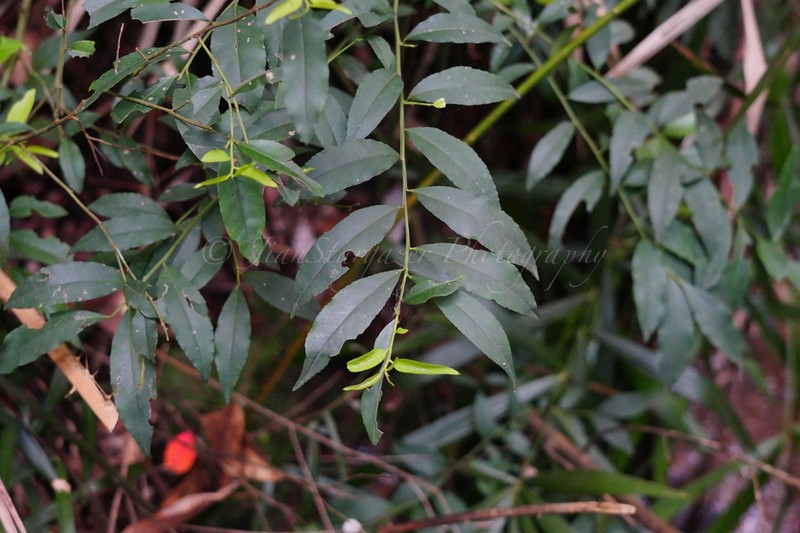 Ilex triflora photo 4