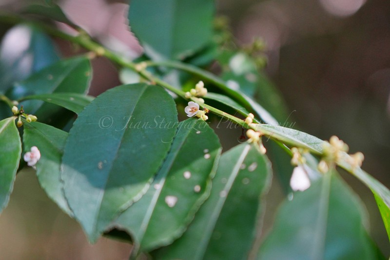 Ilex triflora photo 5