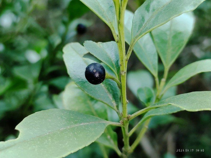 Ilex triflora photo 6
