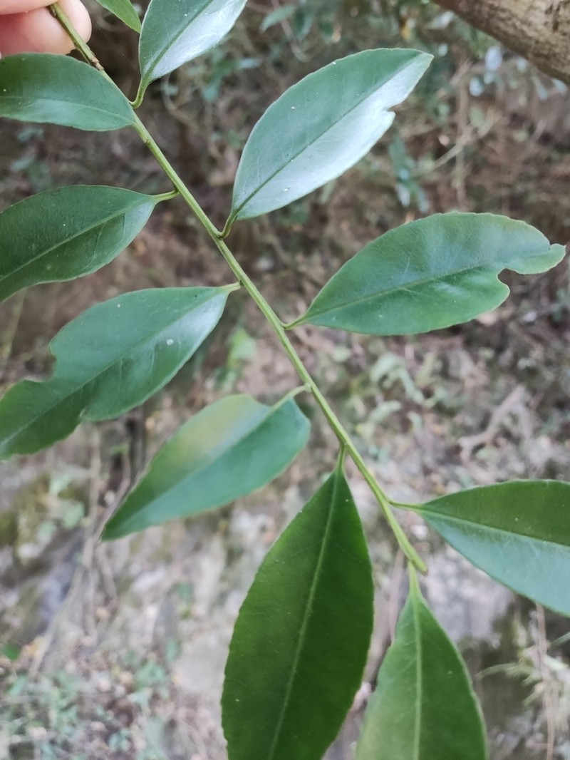 Ilex triflora photo 7
