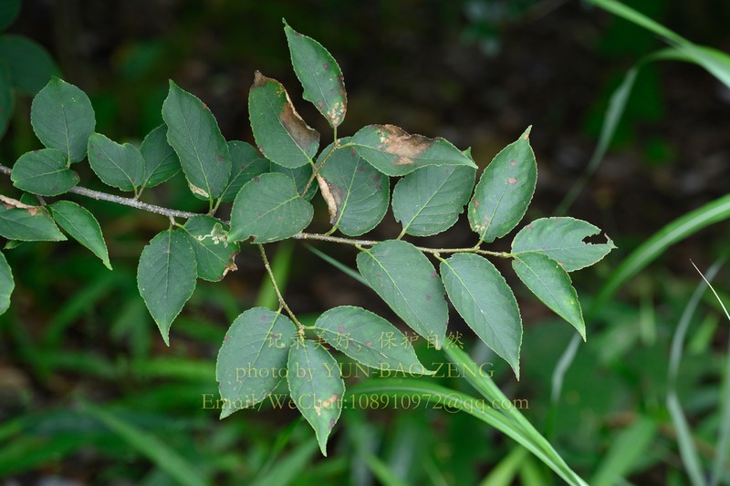 Ilex tsoi