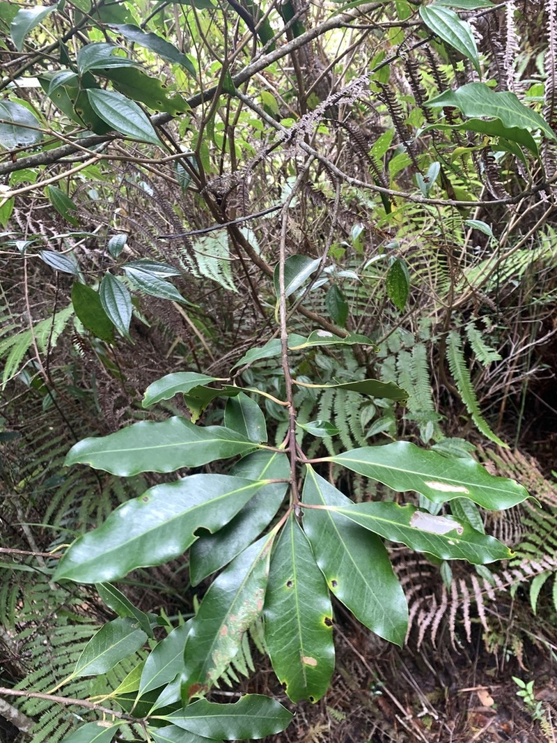 Ilex tugitakayamensis