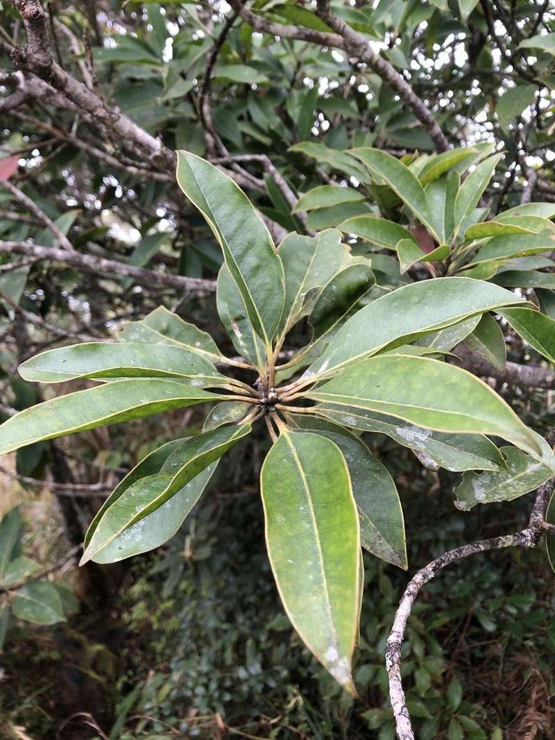Ilex tugitakayamensis photo 2