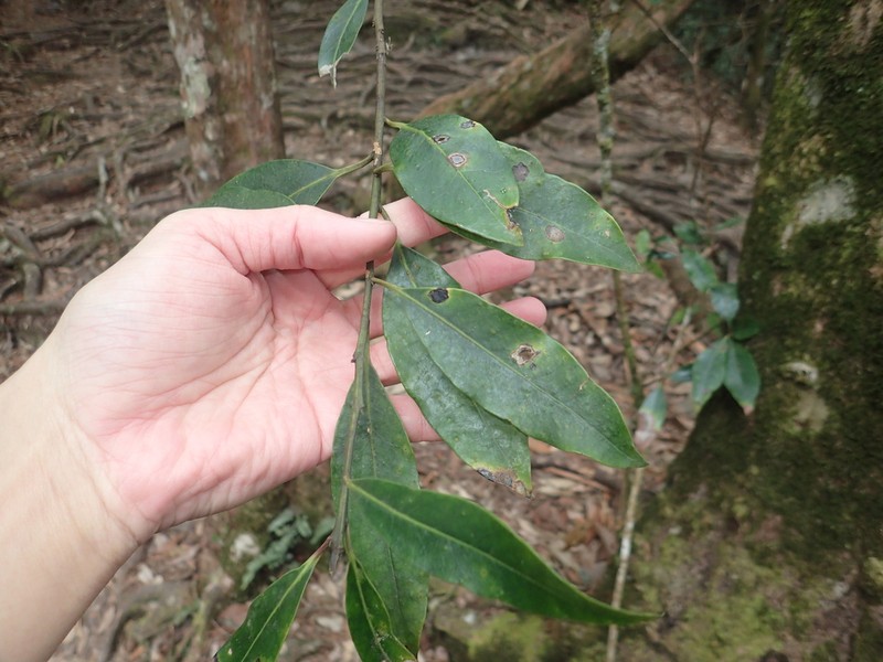 Ilex tugitakayamensis photo 3