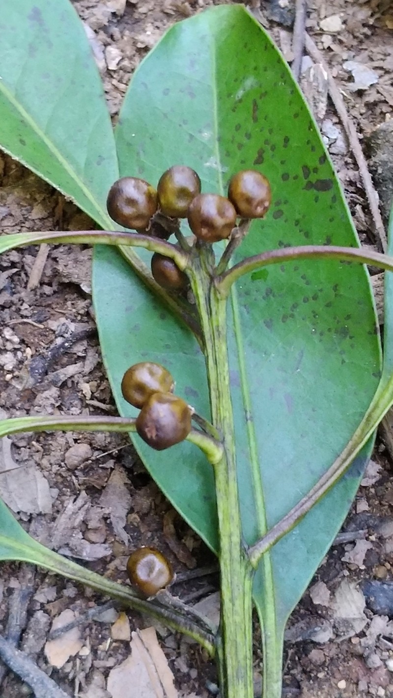 Ilex tugitakayamensis photo 4