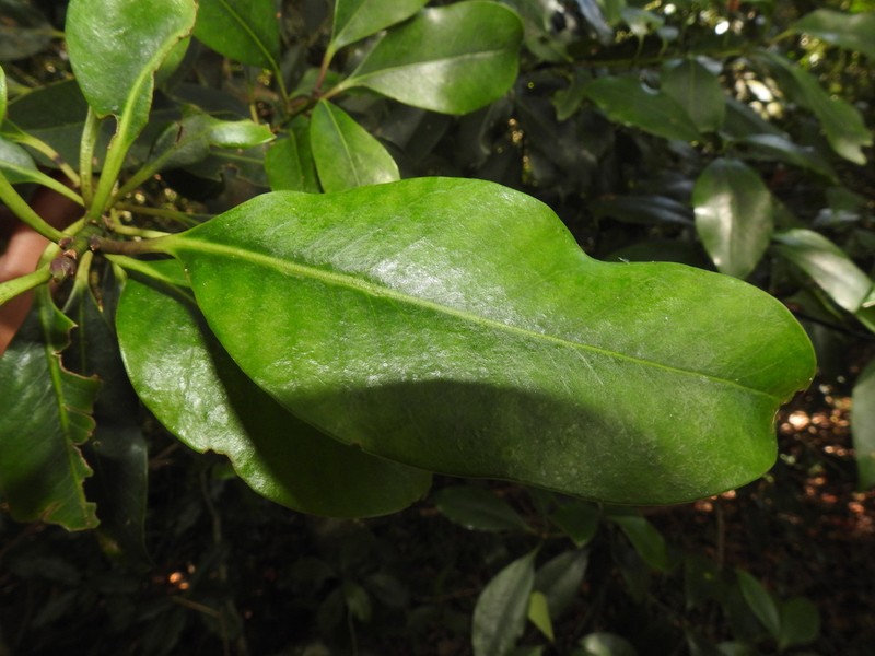 Ilex tugitakayamensis photo 5