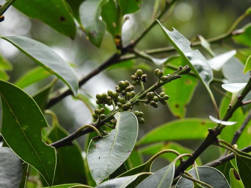 Ilex tugitakayamensis photo 6