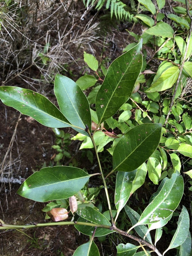 Ilex tugitakayamensis photo 7
