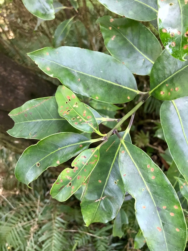 Ilex tugitakayamensis photo 8