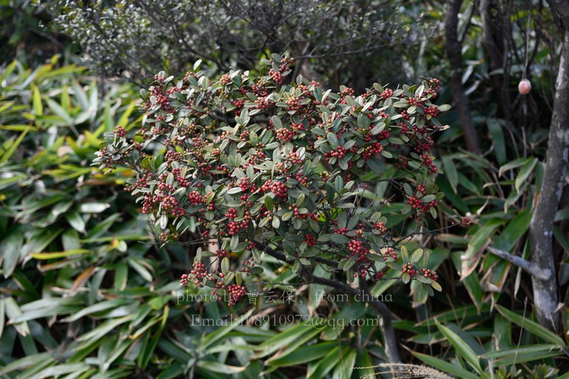 Ilex tutcheri