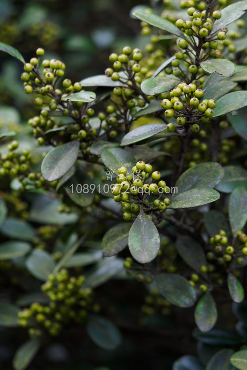 Ilex tutcheri photo 2
