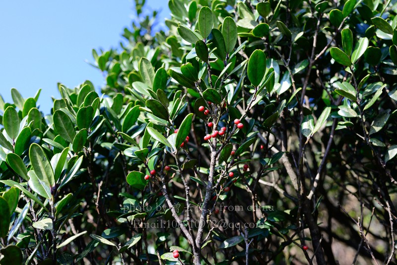 Ilex tutcheri photo 3