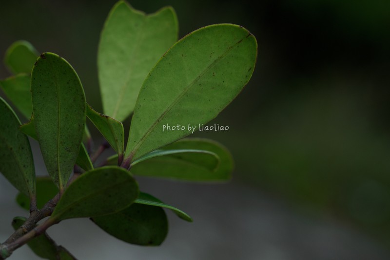 Ilex tutcheri photo 4