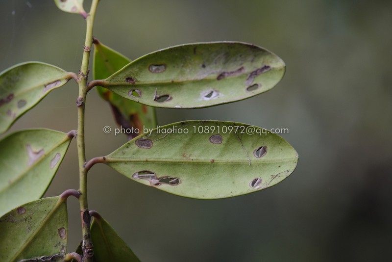 Ilex tutcheri photo 5