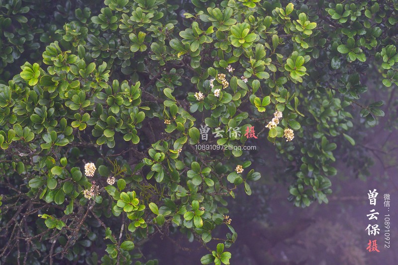 Ilex tutcheri photo 6