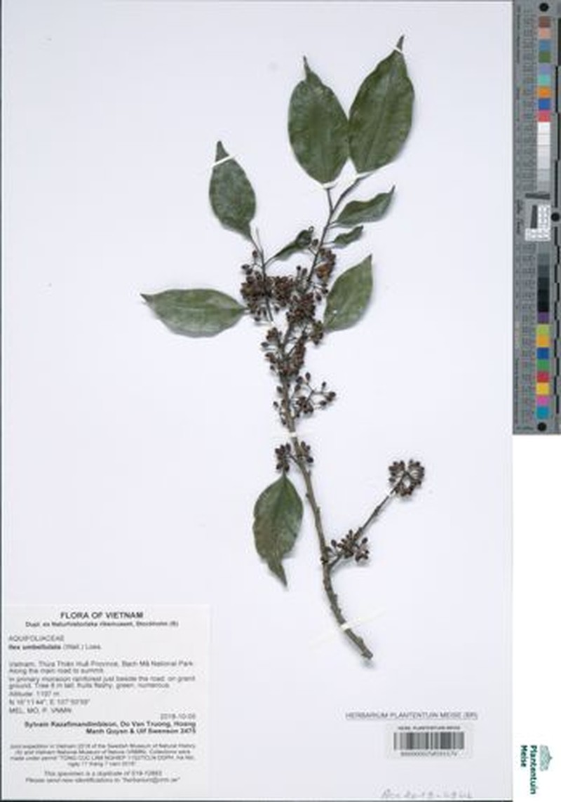 Ilex umbellata