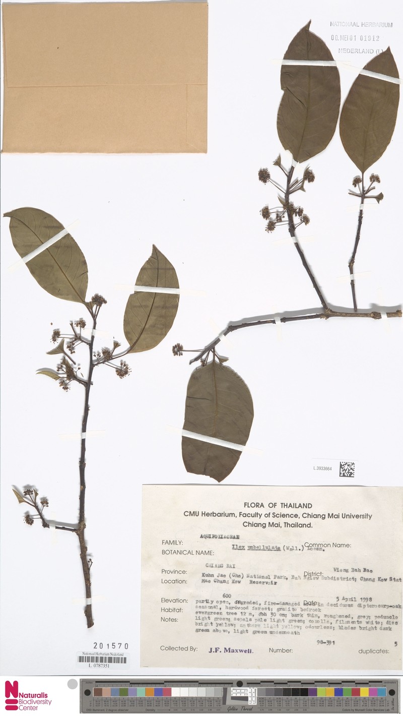 Ilex umbellata photo 2