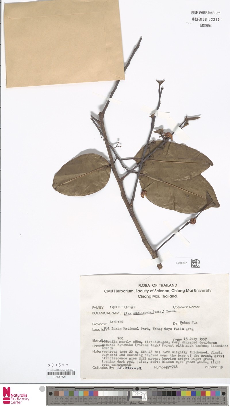 Ilex umbellata photo 3