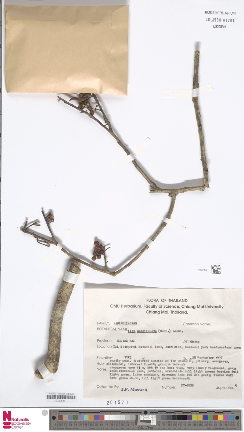 Ilex umbellata photo 4