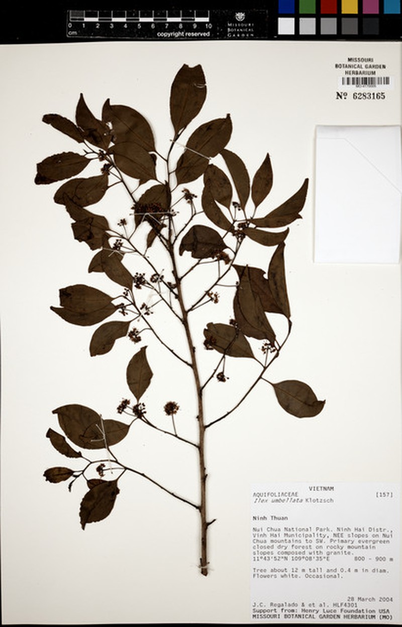 Ilex umbellata photo 5
