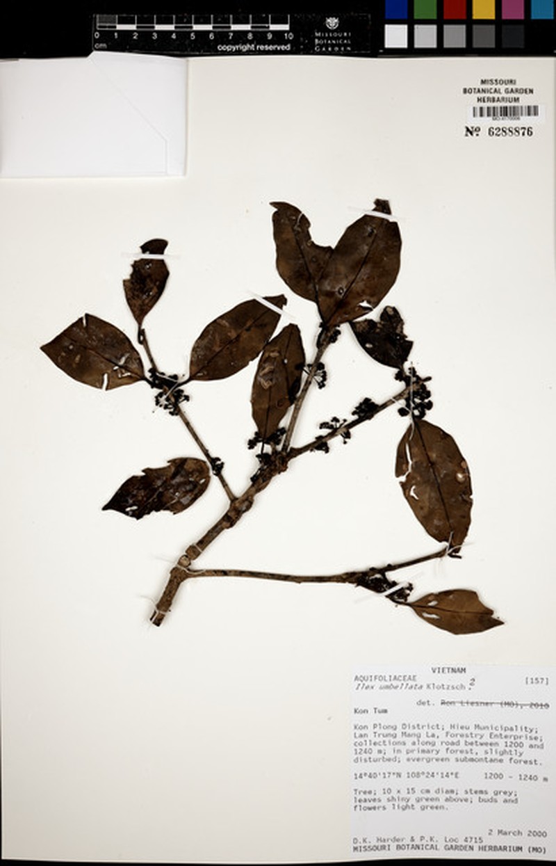 Ilex umbellata photo 6