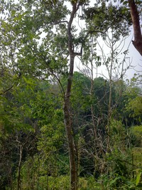Ilex umbellulata
