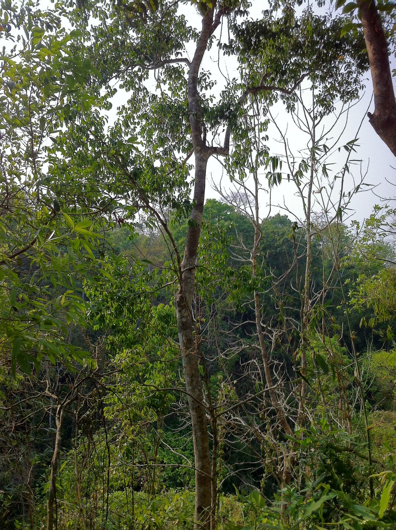 Ilex umbellulata