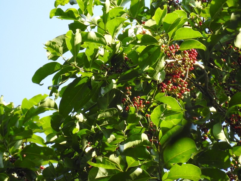 Ilex umbellulata photo 3