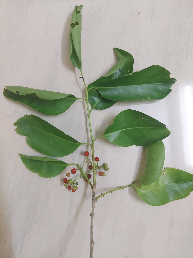 Ilex umbellulata photo 4