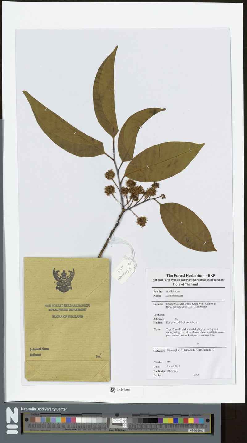 Ilex umbellulata photo 5