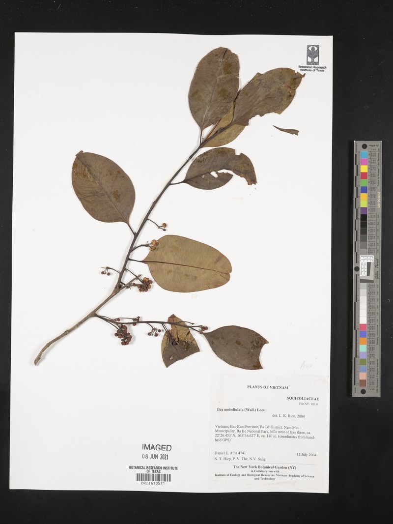 Ilex umbellulata photo 6