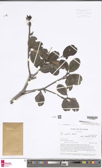 Ilex uniflora