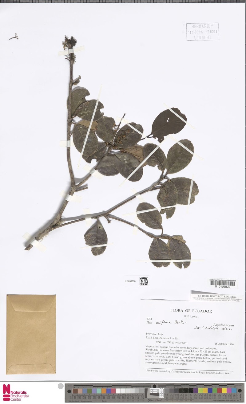 Ilex uniflora
