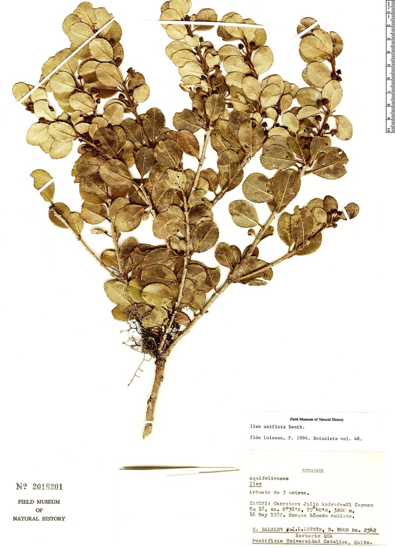 Ilex uniflora photo 2