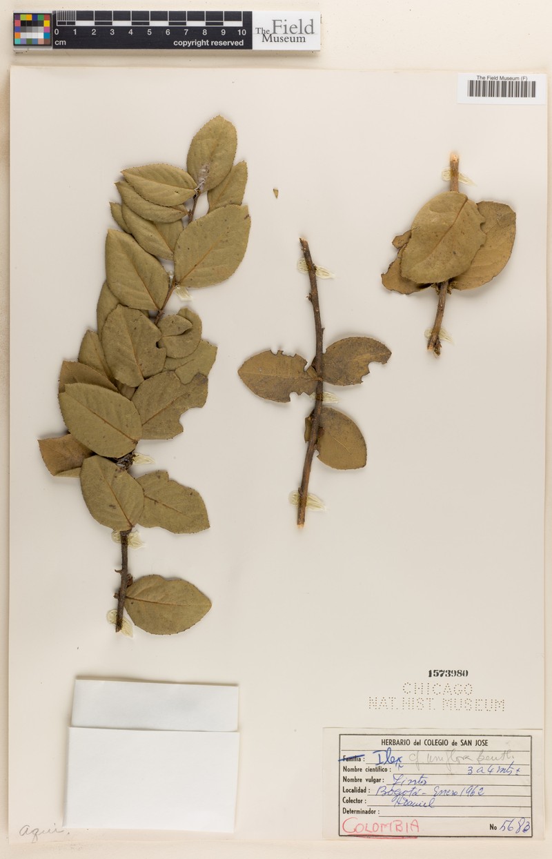 Ilex uniflora photo 3