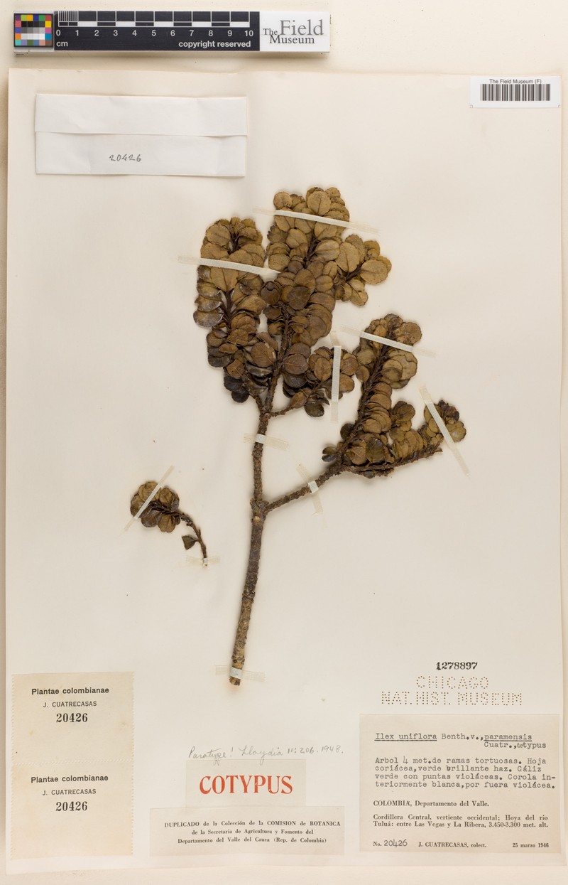 Ilex uniflora photo 4