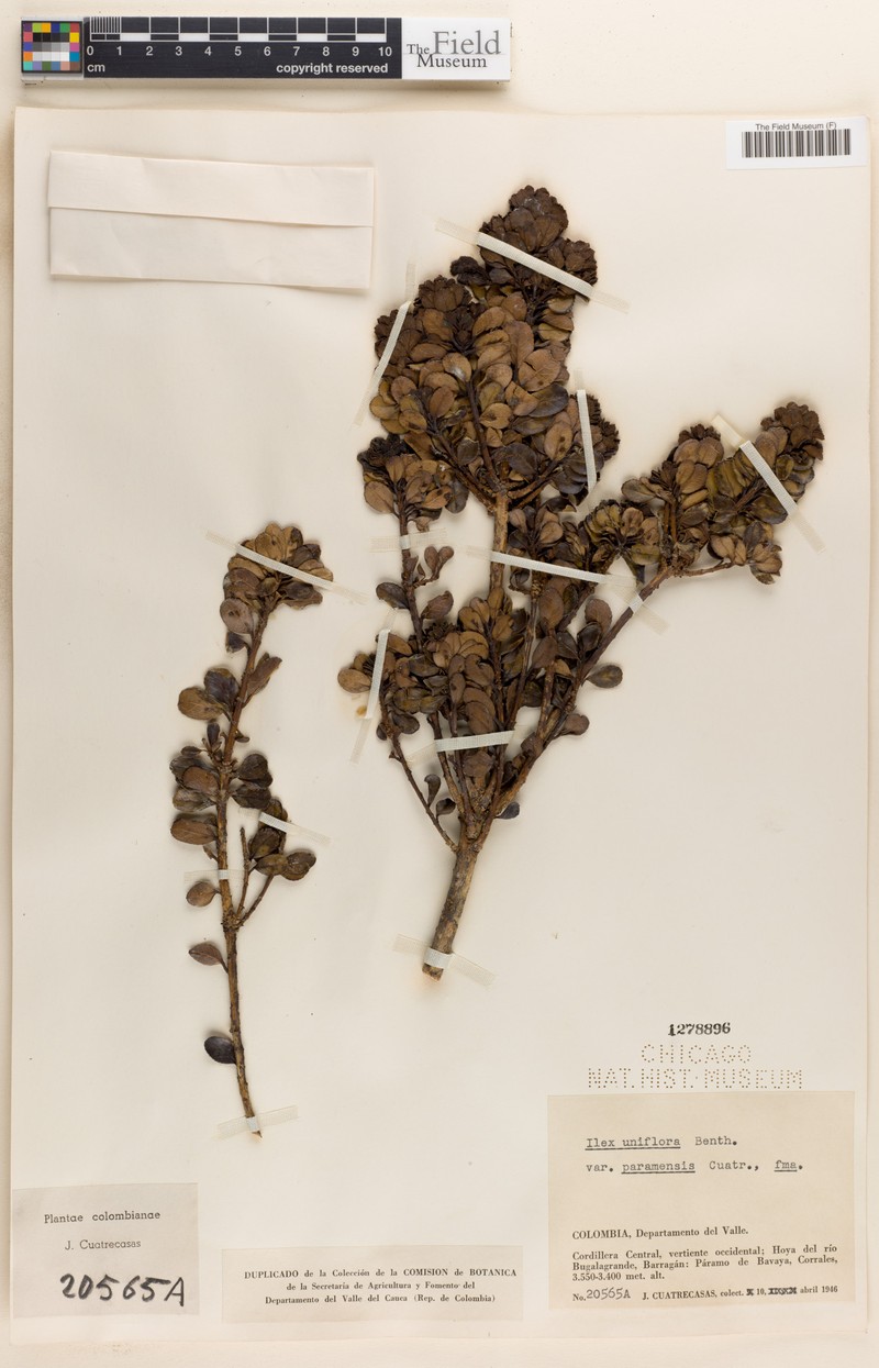 Ilex uniflora photo 5