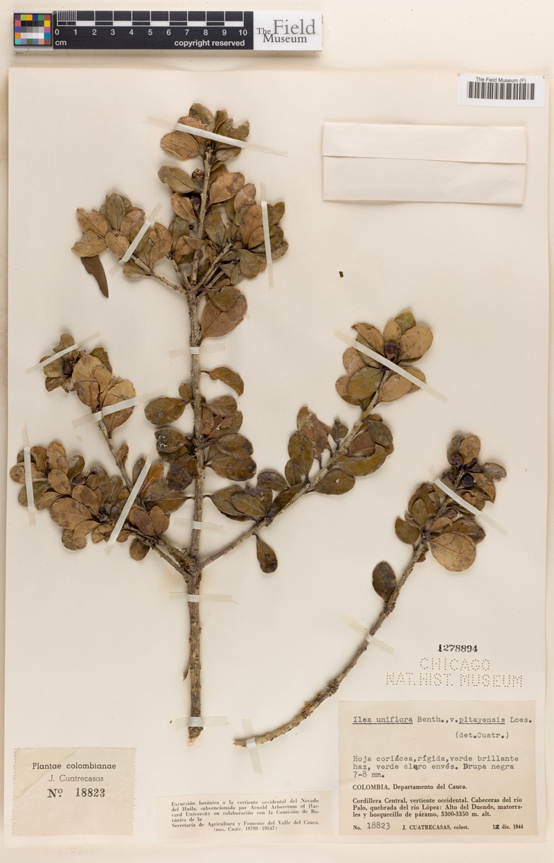 Ilex uniflora photo 6